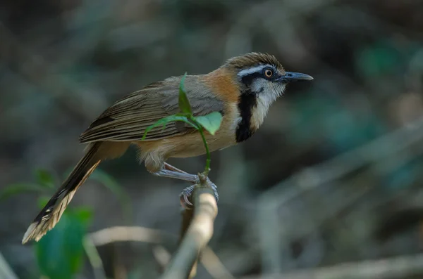 Laughingthrush Con Cuello Pequeño Garrulax Monileger Naturaleza Tailandia —  Fotos de Stock