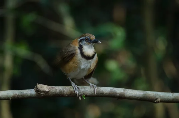 Petite Grive Encolée Garrulax Monileger Dans Nature Thaïlande — Photo