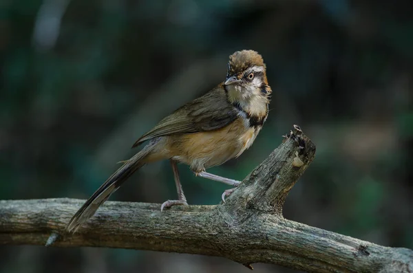 Laughingthrush Con Cuello Pequeño Garrulax Monileger Naturaleza Tailandia — Foto de Stock