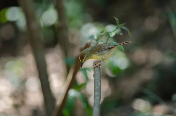 Tit Babbler Macronus Gularis Лесах Таиланда — стоковое фото