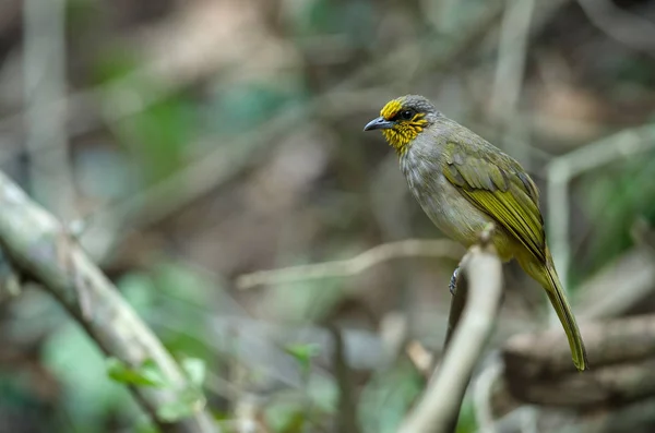 Streifenkehlbulbul Auf Einem Ast Pycnonotus Finlaysoni — Stockfoto