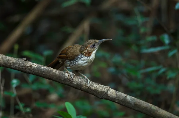 Μεγάλο Scimitar Babbler Pomatorhinus Hypoleucos Στο Υποκατάστημα Στη Φύση Ταϊλάνδη — Φωτογραφία Αρχείου