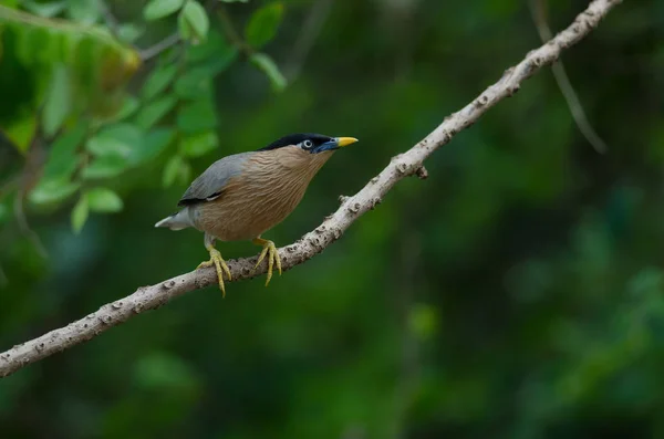 Brahminen Star Auf Baum Der Natur Sturnus Pagodarum — Stockfoto