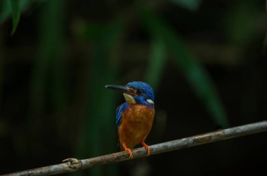 Mavi kulaklı Kingfisher (Alcedo meninting) Tayland doğada dalda duran