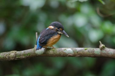 Doğada dalı tıraşlama mavi bantlı arası kingfisher (Alcedo euryzona)