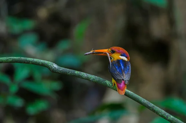 Svart Backas Kingfisher Eller Oriental Dvärg Kingfisher Uppflugna Gren — Stockfoto