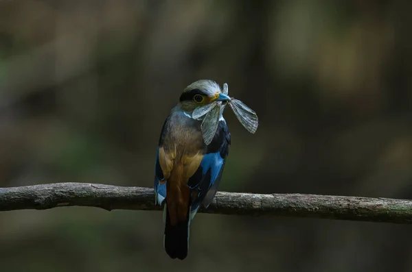 Broadbill Prata Breasted Ramo Árvore Serilophus Lunatus — Fotografia de Stock