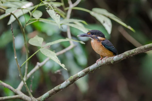 Martin Pêcheur Bandes Bleues Alcedo Euryzona Perché Sur Une Branche — Photo