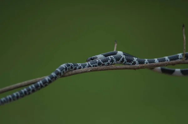 Cobra Lobo Bordo Comum Árvore Natureza Cobra Freio Comum Dryocalamus — Fotografia de Stock