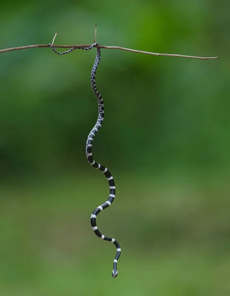 Vanliga Träns Wolf Snake Träd Naturen Eller Vanliga Träns Orm — Stockfoto