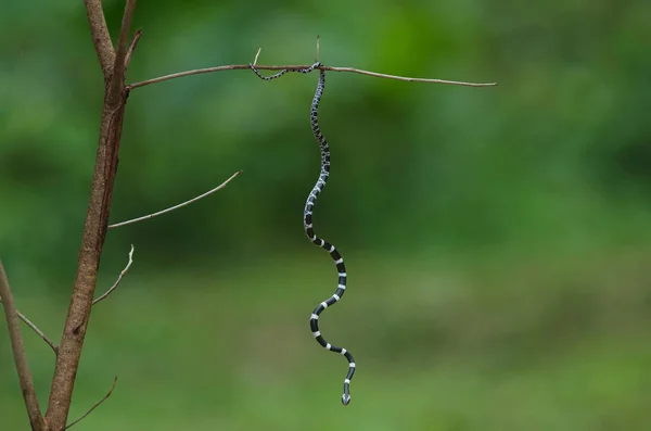 Cobra Lobo Bordo Comum Árvore Natureza Cobra Freio Comum Dryocalamus — Fotografia de Stock
