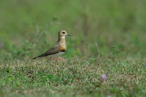 Oriental Strandpipare Charadrius Veredus Gräs Naturen Thailand — Stockfoto