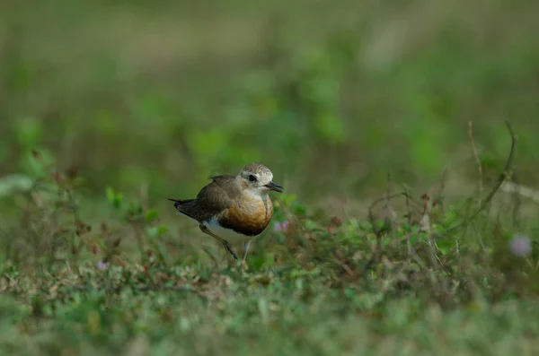 Восточный Пловер Charadrius Veredus Траве Природе Таиланд — стоковое фото