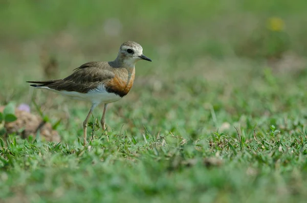オリエンタル千鳥 Charadrius Veredus タイの自然の中の草の上 — ストック写真