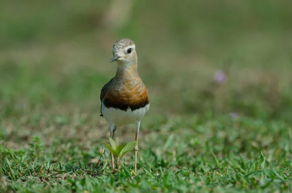 Oriental Βροχοπούλι Charadrius Veredus Στο Γρασίδι Στη Φύση Ταϊλάνδη — Φωτογραφία Αρχείου