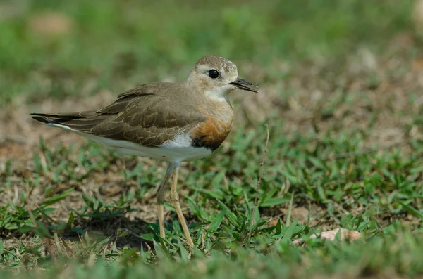 Keleti Lile Charadrius Veredus Természet Thaiföld — Stock Fotó