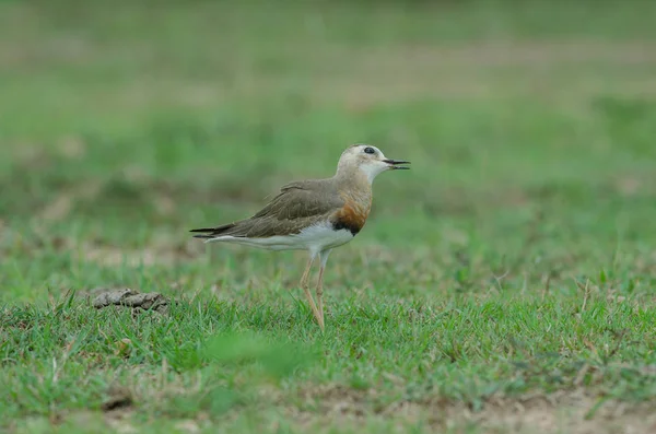 Oriental Βροχοπούλι Charadrius Veredus Στο Γρασίδι Στη Φύση Ταϊλάνδη — Φωτογραφία Αρχείου