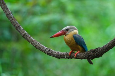 Leylek gagalı Kingfisher kuş (Halcyon capensis) dalına tıraşlama