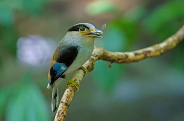 Gümüş göğüslü kılıç ağaç dalı (Serilophus lunatus Tarih)