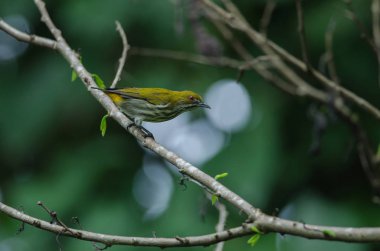 Sarı Bacalı Flowerpecker (Dicaeum chrysorrheum) perchinh dal