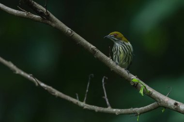 Sarı Bacalı Flowerpecker (Dicaeum chrysorrheum) perchinh dal