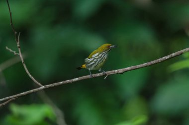 Sarı Bacalı Flowerpecker (Dicaeum chrysorrheum) perchinh dal