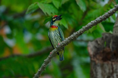 Coppersmith barbet (Megalaima haemacephala) on tree in nature clipart