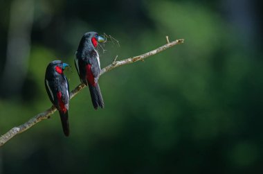 Siyah ve kırmızı kılıç (Cymbirhynchus macrorhynchos) dal