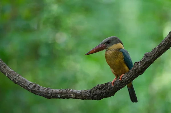 Aves Kingfisher Bico Cegonha Halcyon Capensis Ramo — Fotografia de Stock