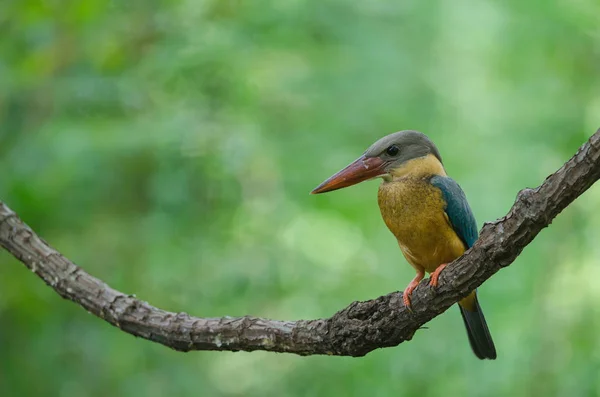 Ooievaar Billed Kingfisher Vogel Halcyon Capensis Zitstokken Tak — Stockfoto