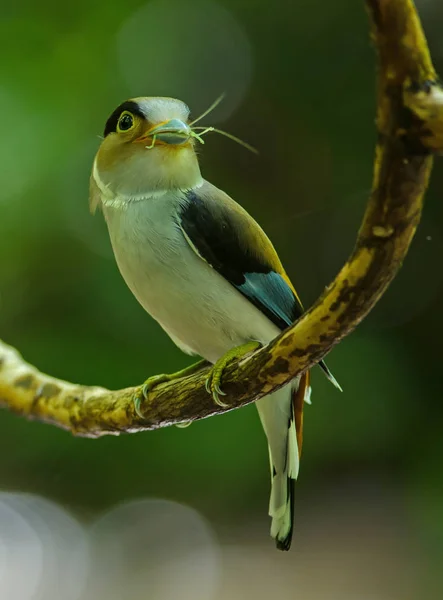 Pecho Plateado Broadbill Rama Árbol Serilophus Lunatus —  Fotos de Stock