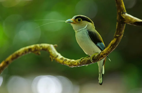 Paruline Poitrine Argentée Sur Branche Arbre Serilophus Lunatus — Photo