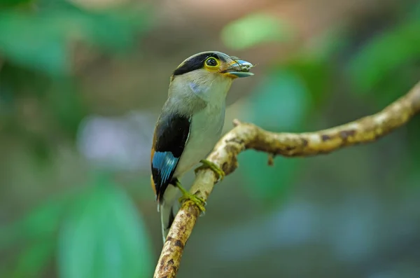 Pecho Plateado Broadbill Rama Árbol Serilophus Lunatus —  Fotos de Stock