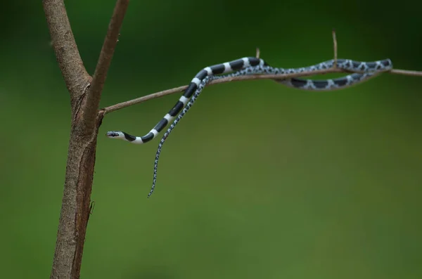 Common Bridle Wolf Snake Tree Nature Common Bridle Snake Dryocalamus — Stock Photo, Image