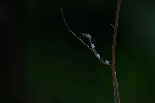 Serpiente Lobo Brida Común Árbol Naturaleza Serpiente Brida Común Dryocalamus —  Fotos de Stock