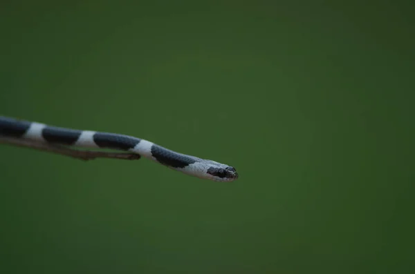 Couleuvre Nez Mince Serpent Loup Sur Arbre Dans Nature Couleuvre — Photo