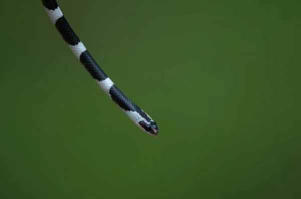 Serpiente Lobo Brida Común Árbol Naturaleza Serpiente Brida Común Dryocalamus —  Fotos de Stock