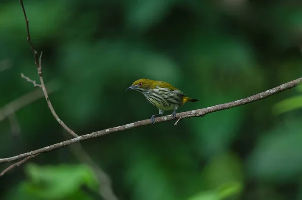 Yellow Vented Flowerpecker Dicaeum Chrysorrheum Perchinh Branch — Stock Photo, Image