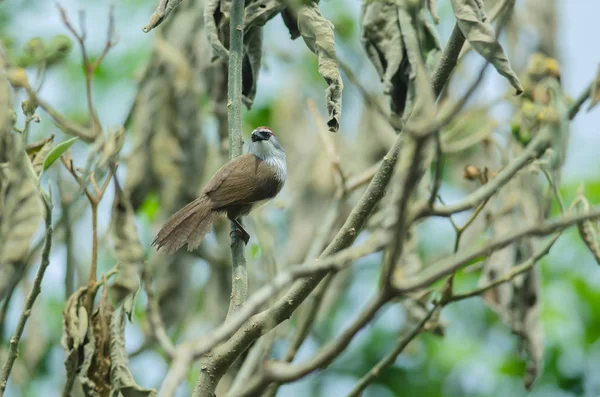 板栗帽鹛 Timalia Pileata 在树枝上的性质 — 图库照片