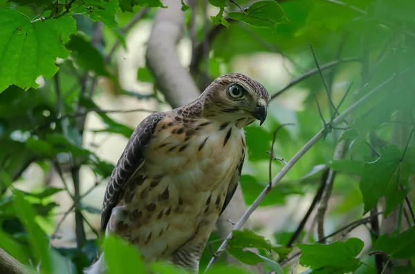 Guirnalda Crestada Naturaleza Accipiter Trivirgatus Tailandés — Foto de Stock