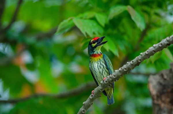 속에서 나무에 세공인 Barbet Megalaima Haemacephala — 스톡 사진