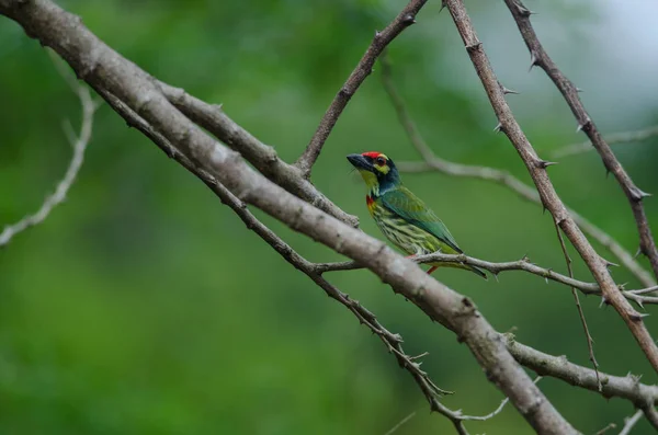 Kupferschmied Barbet Megalaima Haemacephala Auf Baum Der Natur — Stockfoto