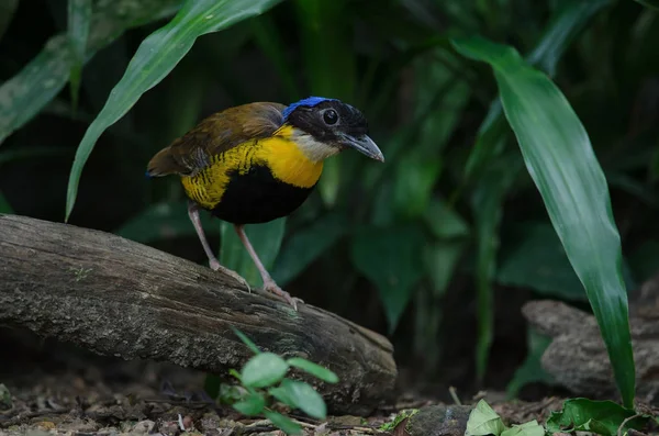 Gurney Pitta Hydrornis Gurneyi Naturen Thailand — Stockfoto