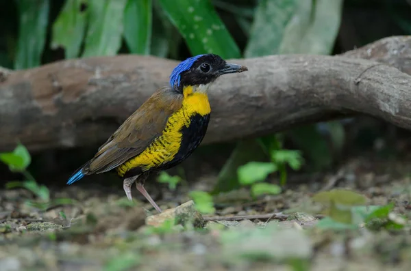 Gurney Pitta Hydrornis Gurneyi Naturen Thailand — Stockfoto