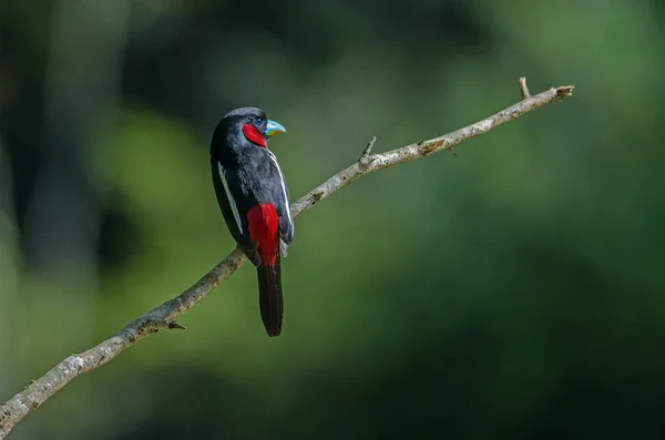 Cartera Ancha Negra Roja Cymbirhynchus Macrorhynchos Una Sucursal —  Fotos de Stock