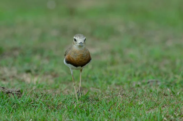 Chorro Oriental Charadrius Veredus Sobre Hierba Naturaleza Tailandia — Foto de Stock