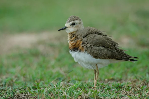 Oriental Yağmurcunu Charadrius Veredus Doğada Tayland Çimenlerin Üzerinde — Stok fotoğraf