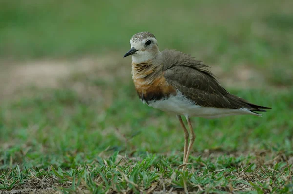 Oriental Strandpipare Charadrius Veredus Gräs Naturen Thailand — Stockfoto