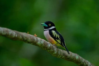 Siyah ve sarı broadbills tünemiş bir brunch (Eurylaimus ochromalus Tarih)