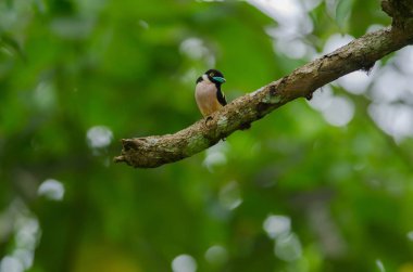 Siyah ve sarı broadbills tünemiş bir brunch (Eurylaimus ochromalus Tarih)
